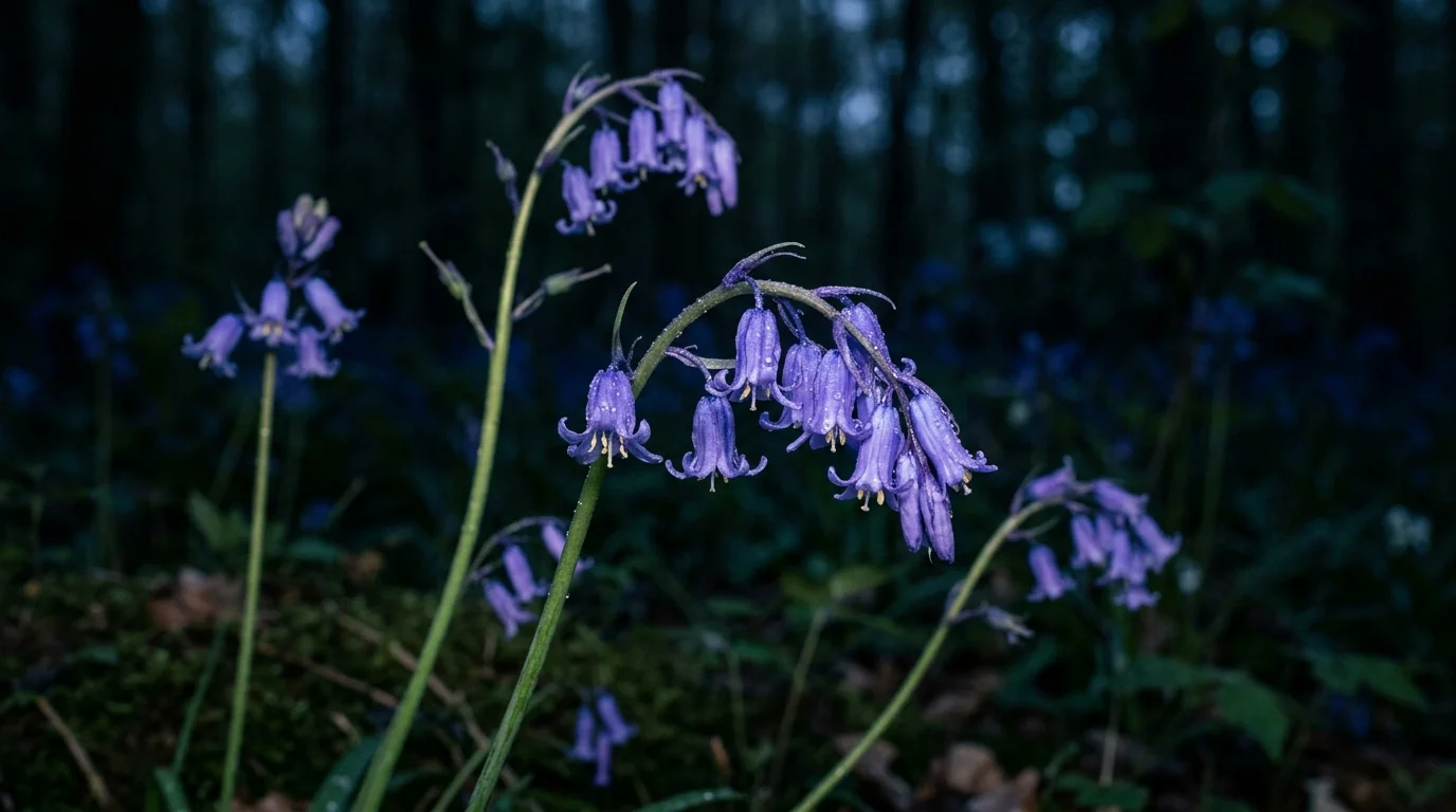 PoetryGuard: delicate bluebells blooming against a dark forest floor.